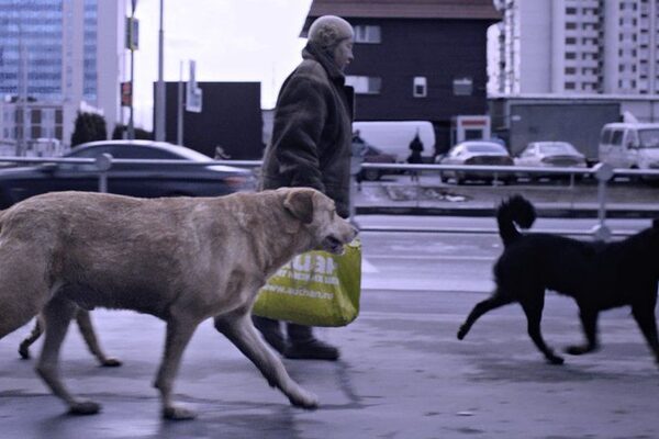 Frau mit drei Hunden auf der Straße