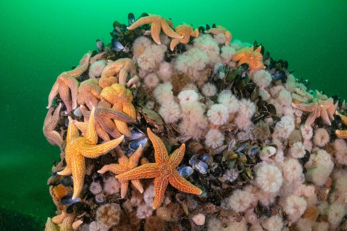 Морски звезди върху корали