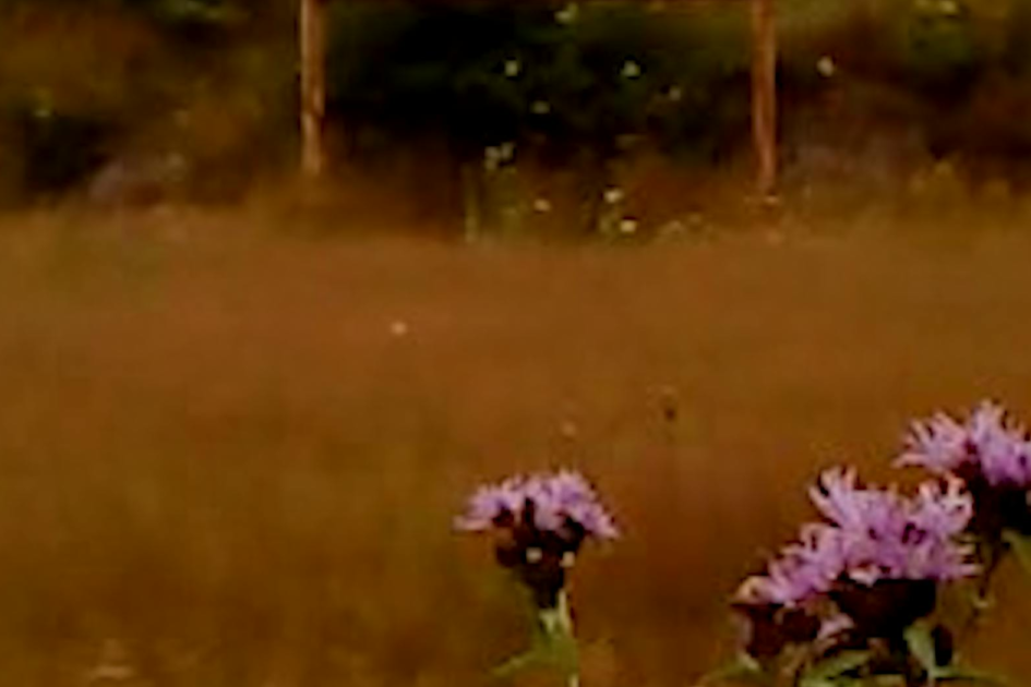 Blumen im Wind